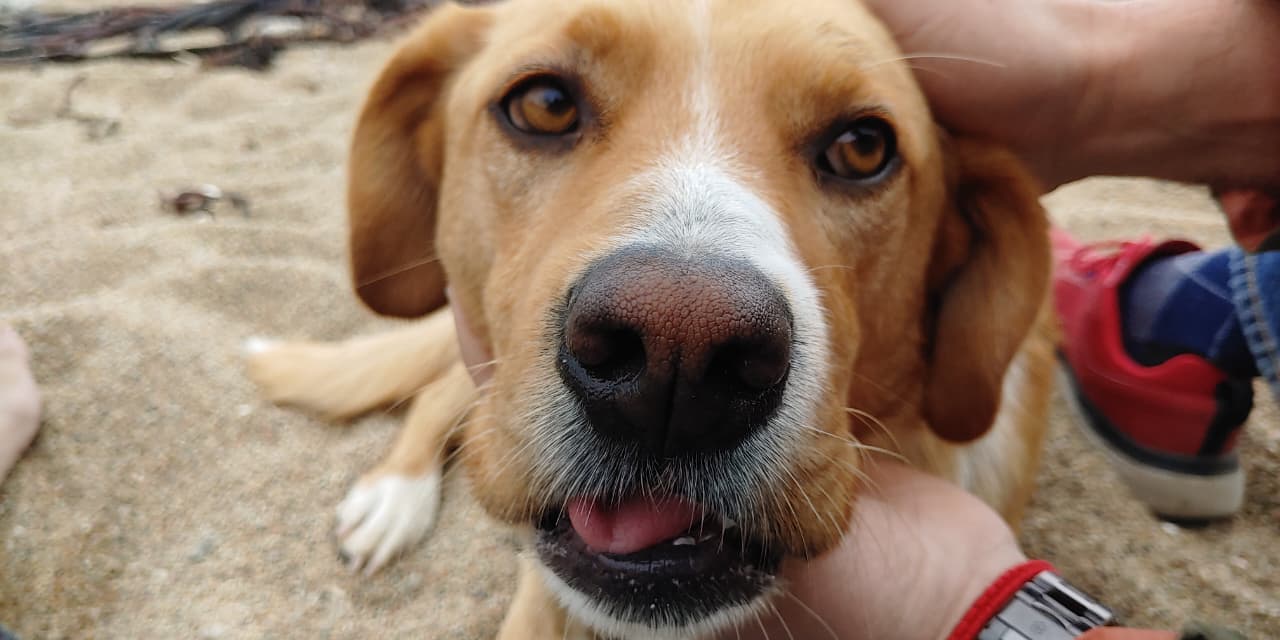 Apolo