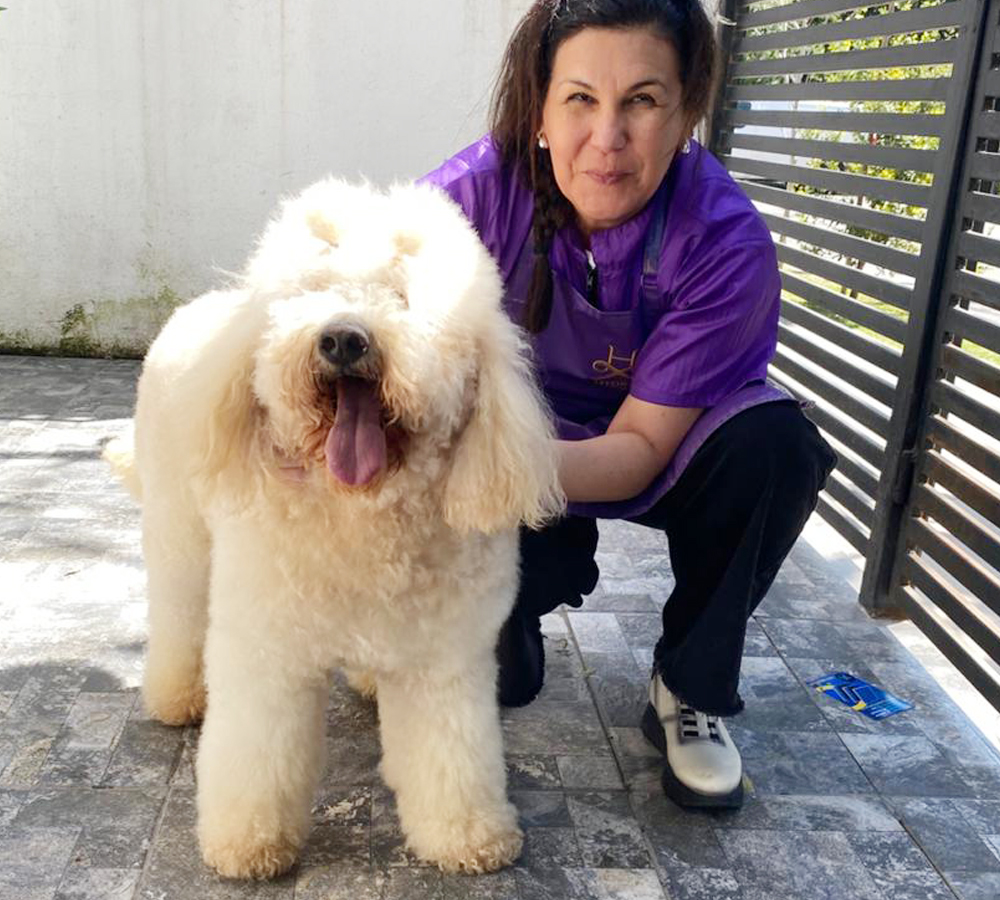 Banado De Perro A4