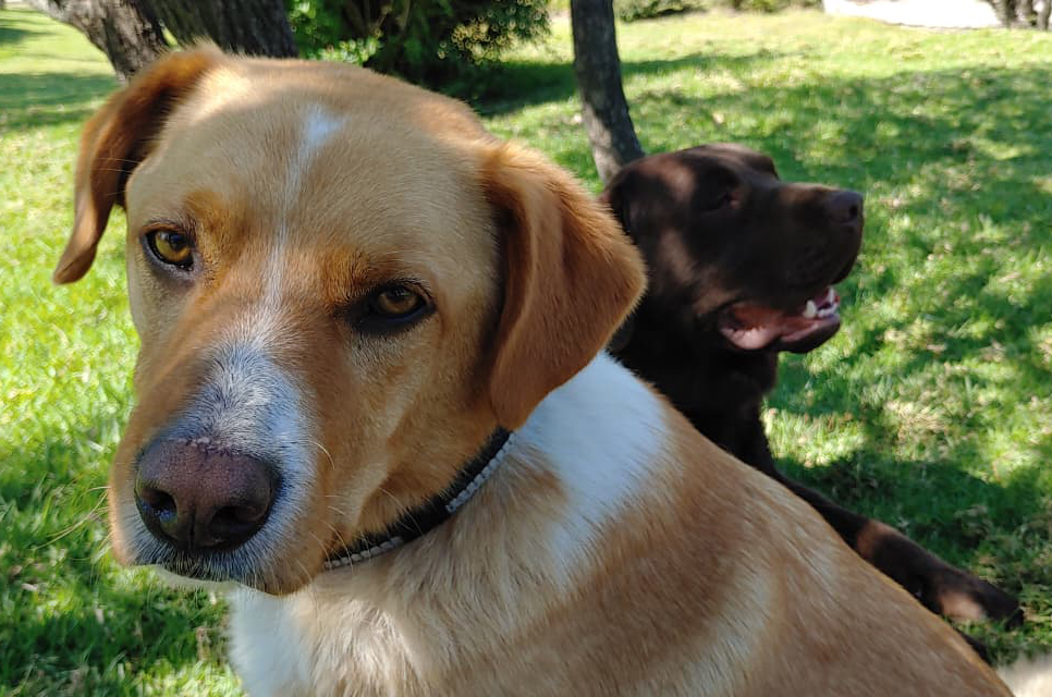 foto totoypochoncho 1.jpg