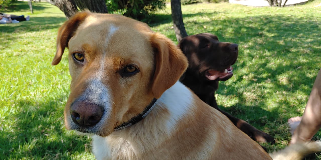 Foto Totoypochoncho