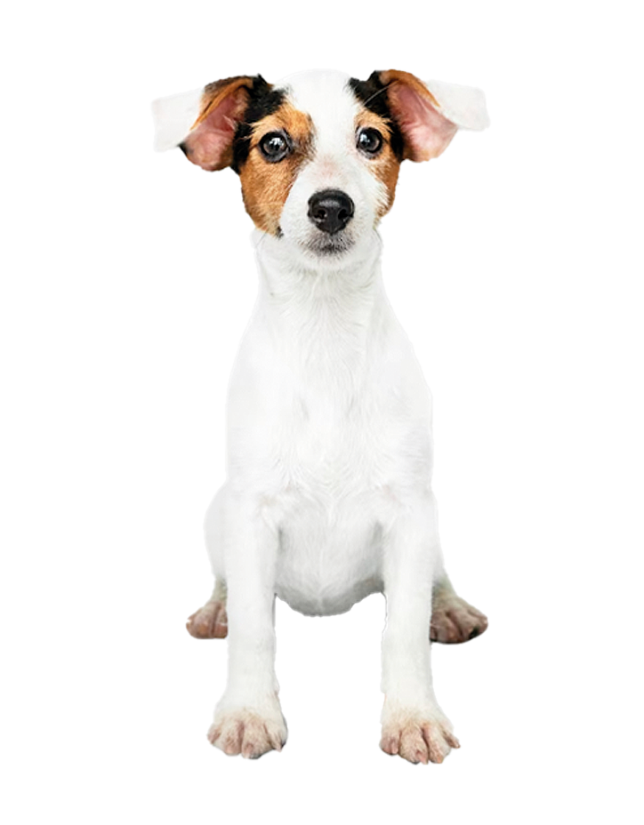 Perro